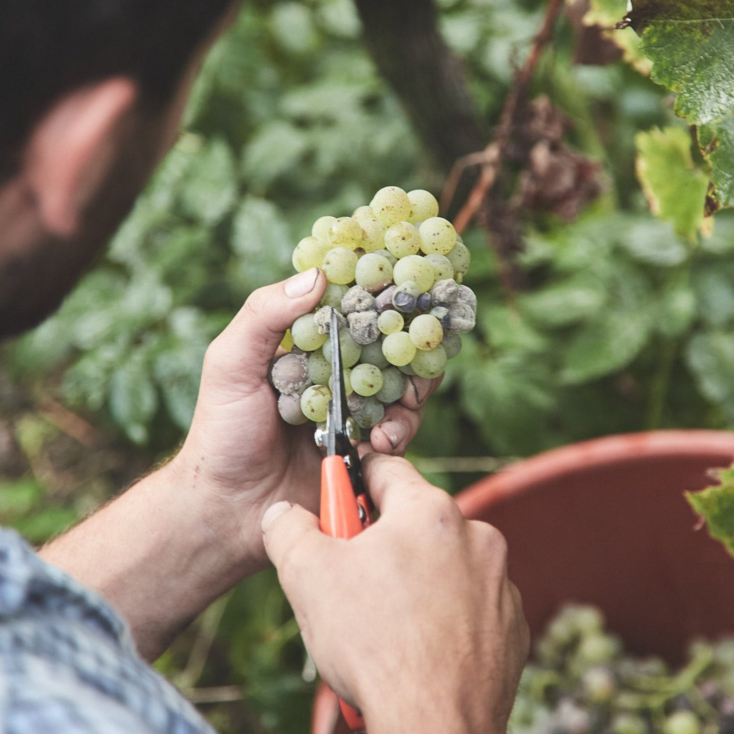 2023 | Grauburgunder | trocken