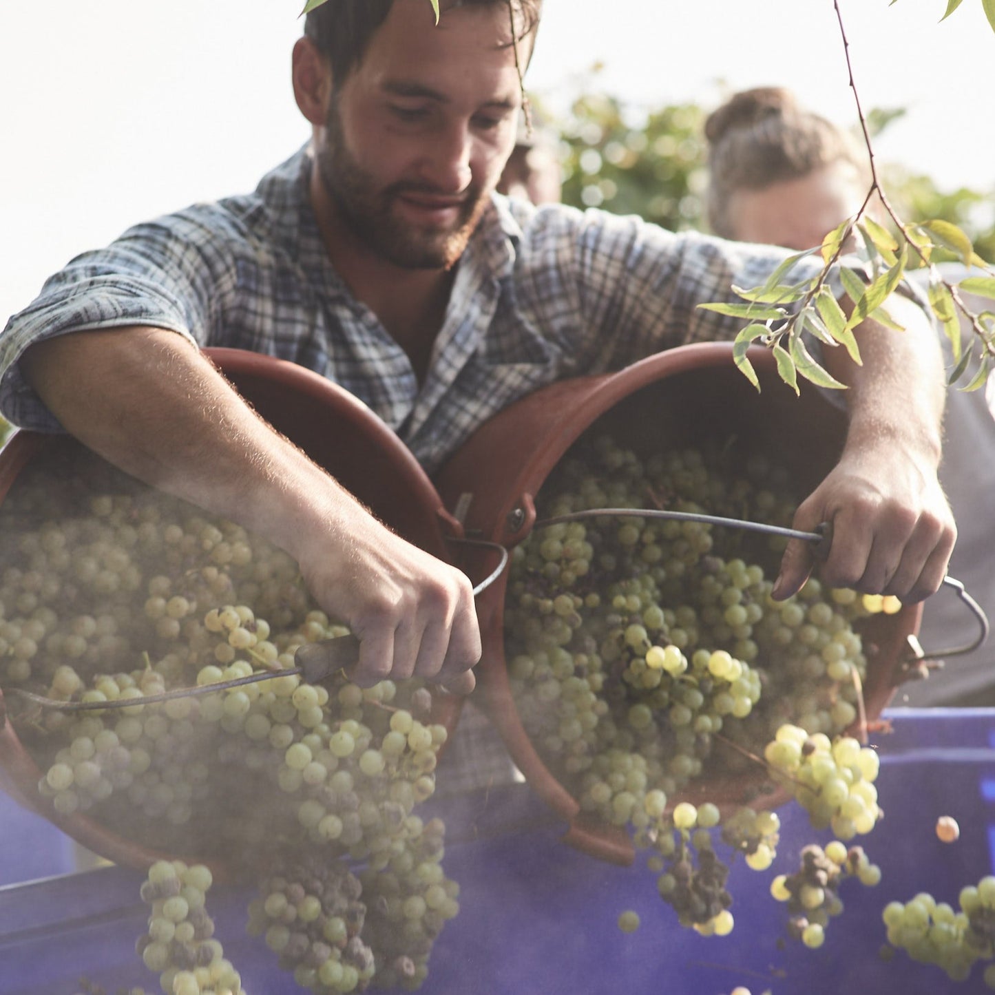 2024 | Bacchus | trocken