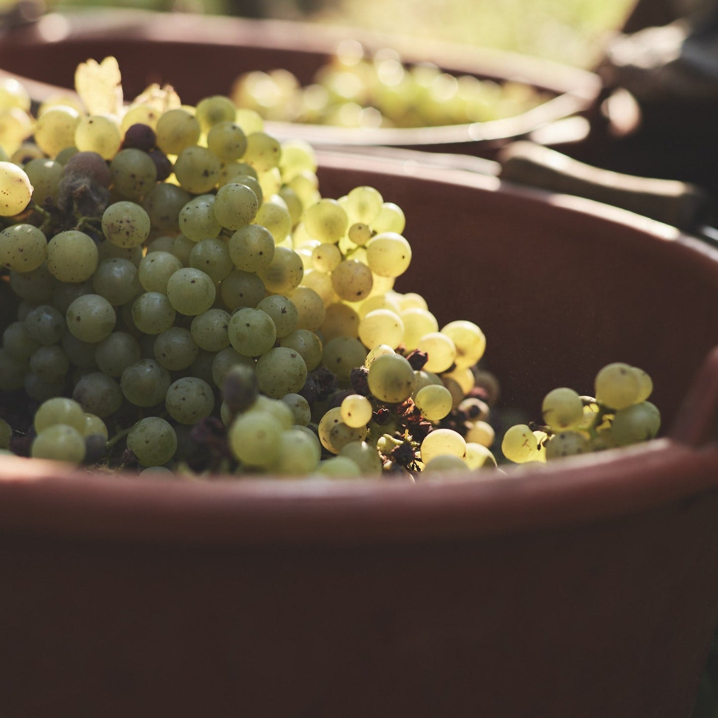 2021 | Müller-Thurgau | trocken