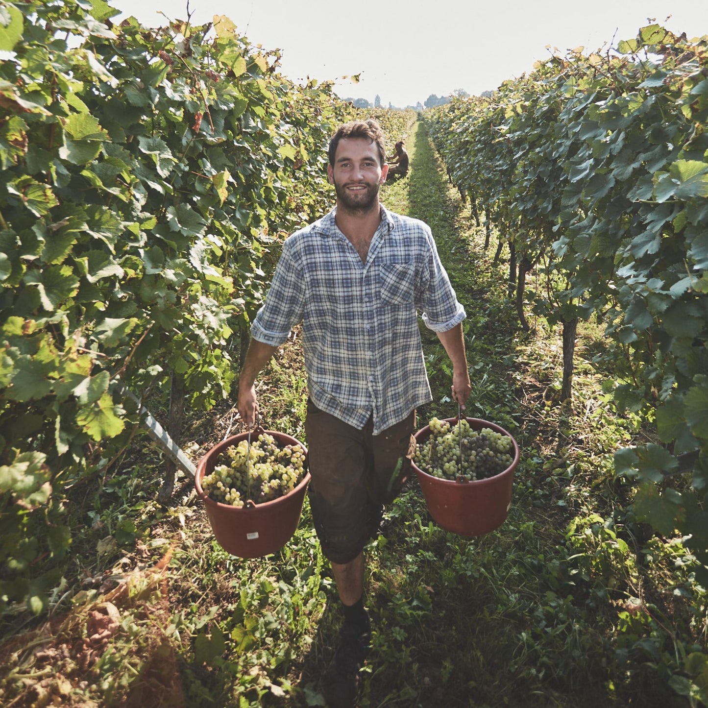 2024 | Sauvignon Blanc Bregenz |