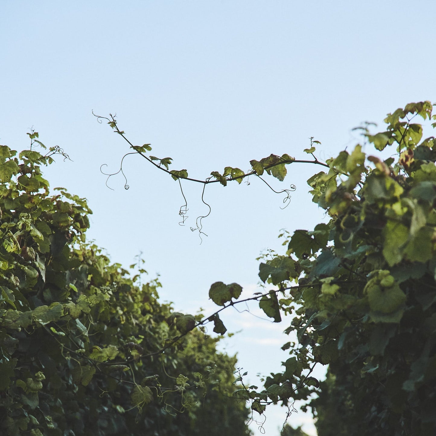 2023 | Elbling | trocken