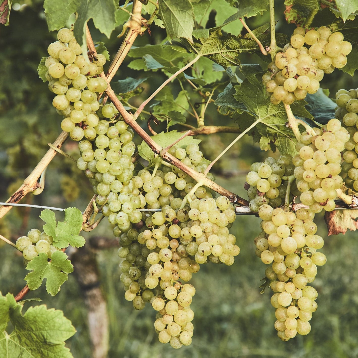 2024 | Bacchus | feinherb