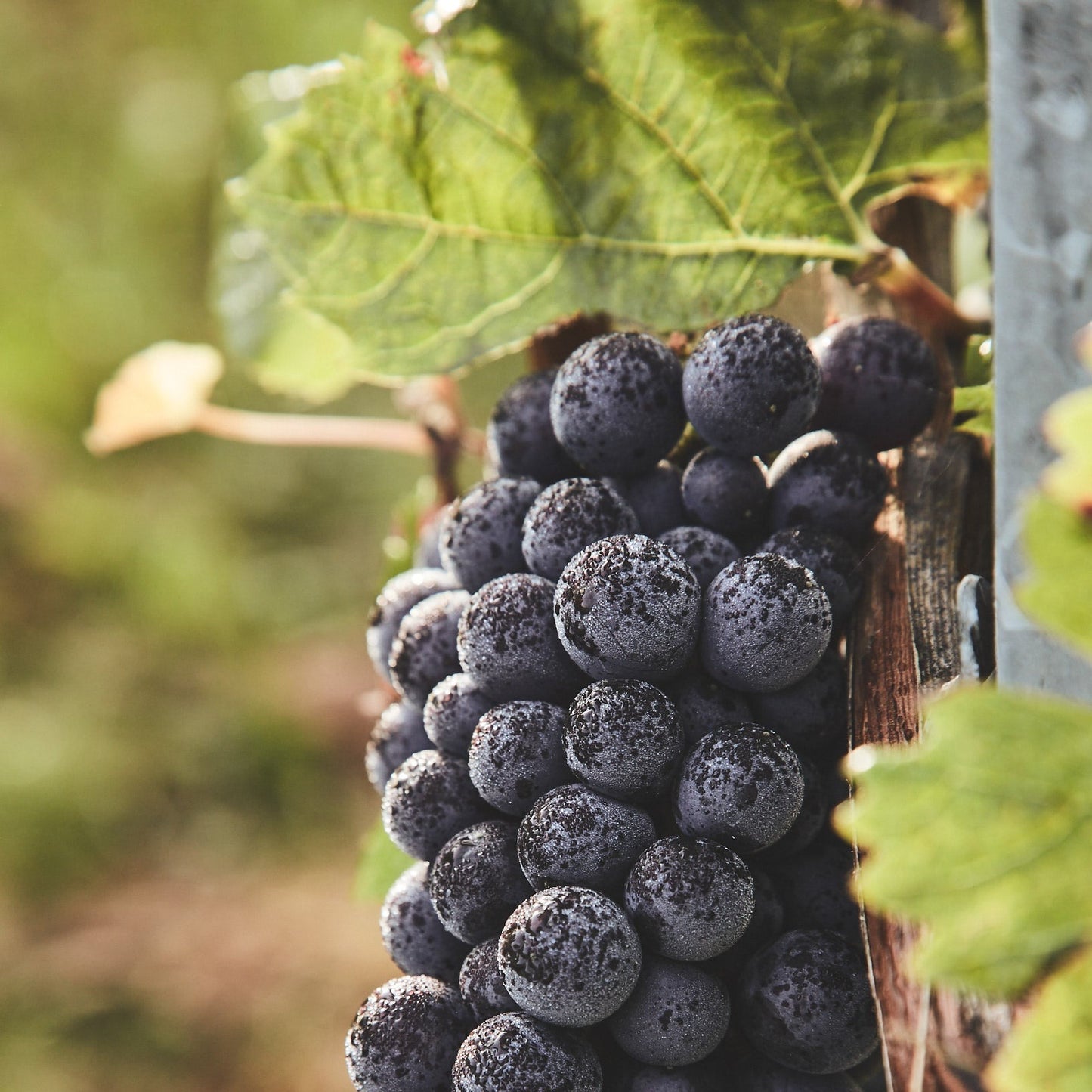 2020 | Spätburgunder | trocken