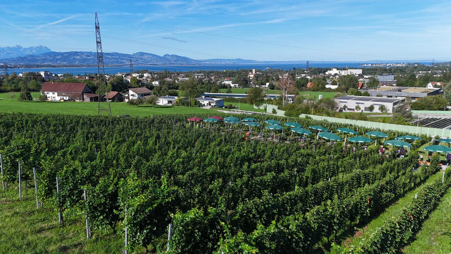 5. Lochauer Weinfest im Weinberg