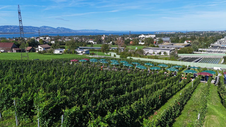 5. Lochauer Weinfest im Weinberg