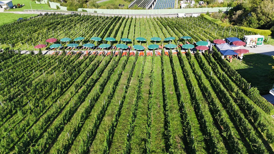 5. Lochauer Weinfest im Weinberg