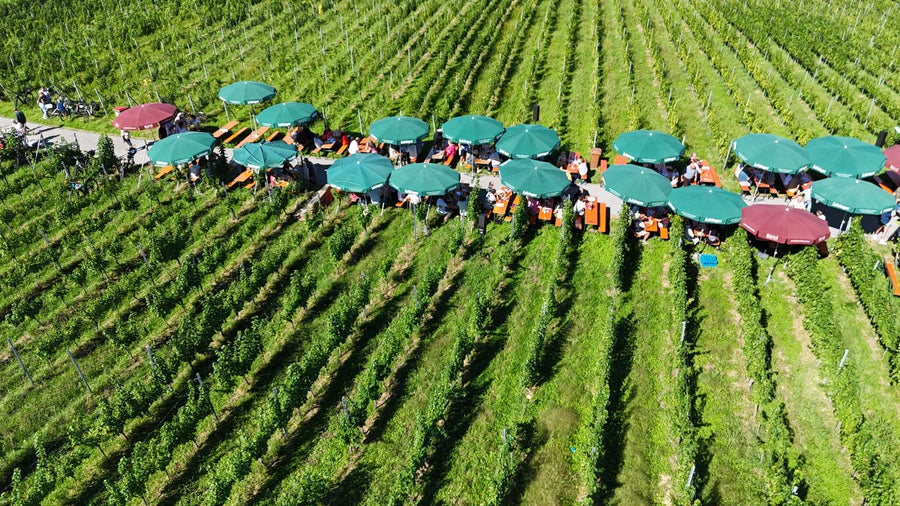 5. Lochauer Weinfest im Weinberg