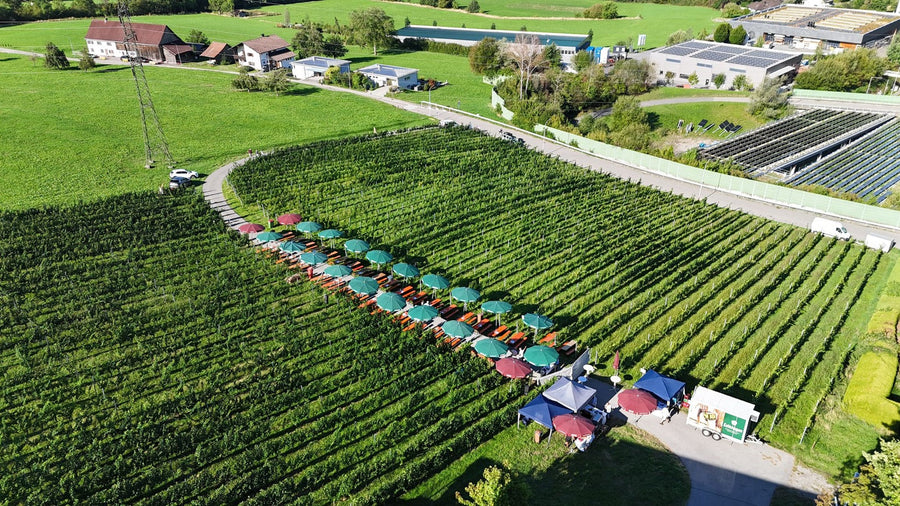 5. Lochauer Weinfest im Weinberg