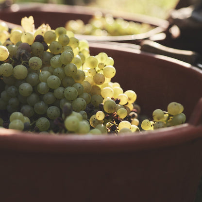 2021 | Müller-Thurgau | dry 