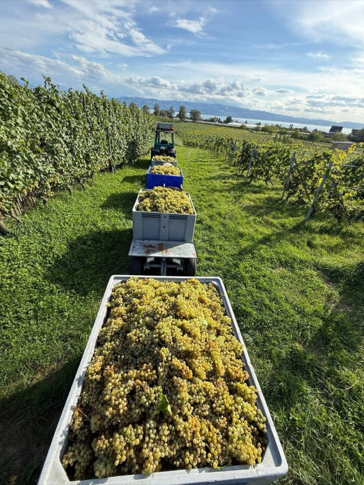 Weinlese 2026 am Weingut Hornstein