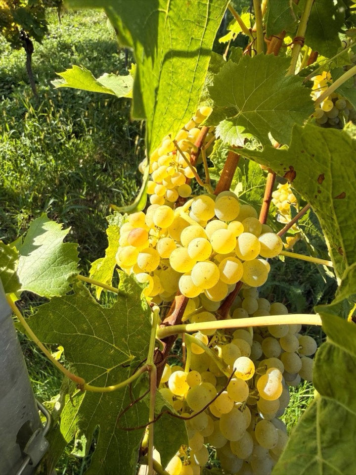 Weinlese 2026 am Weingut Hornstein