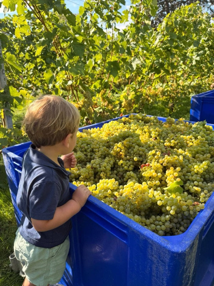 Weinlese 2026 am Weingut Hornstein