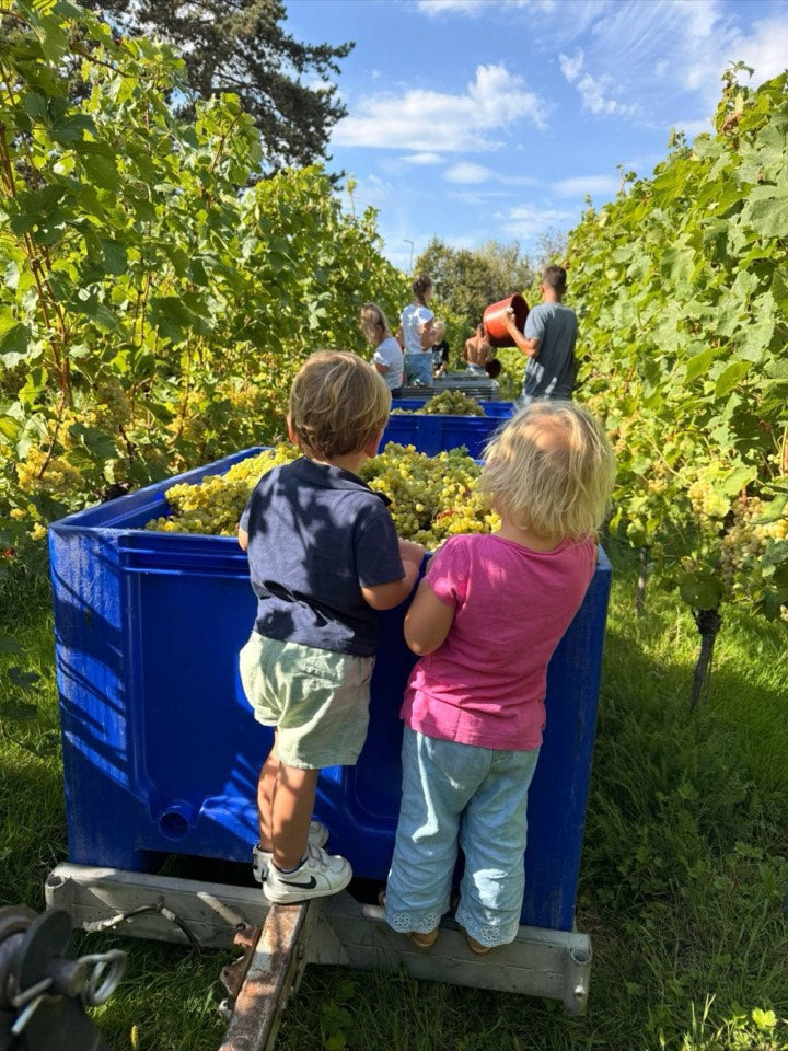 Weinlese 2026 am Weingut Hornstein
