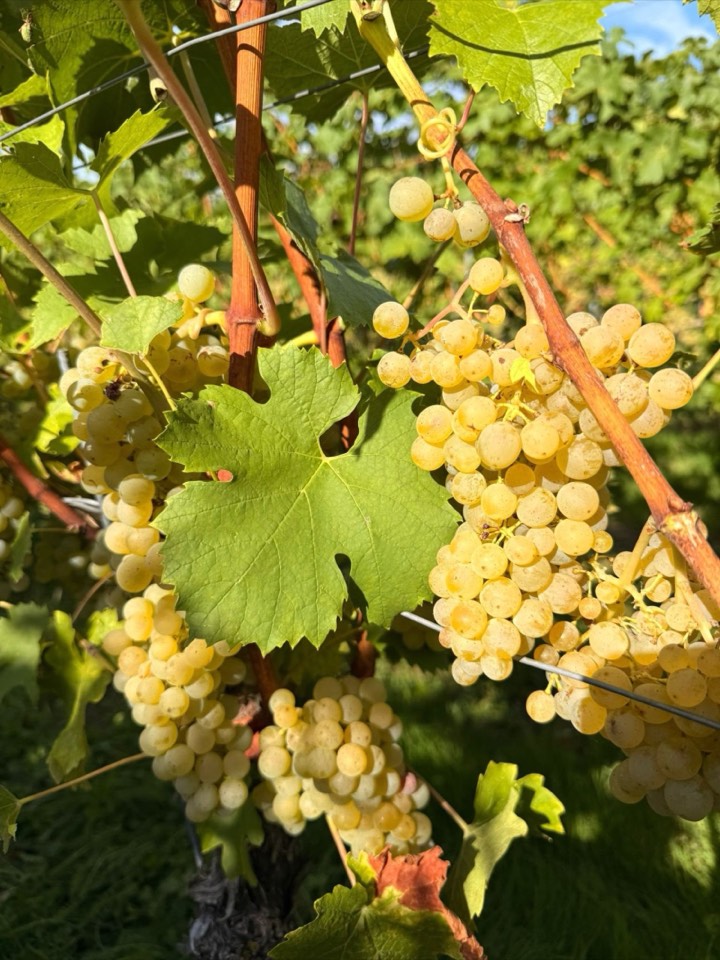 Weinlese 2026 am Weingut Hornstein