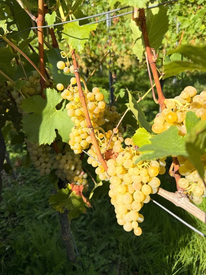 Weinlese 2026 am Weingut Hornstein