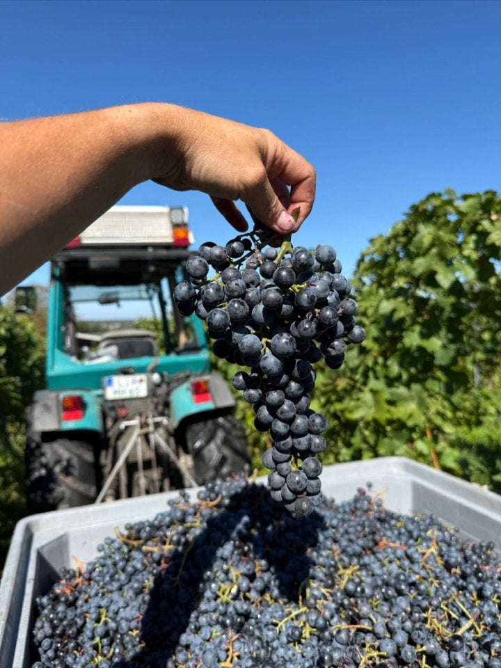 Weinlese 2026 am Weingut Hornstein