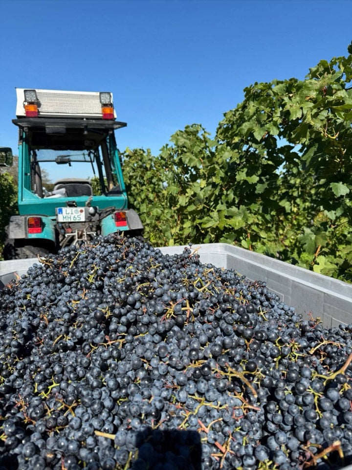 Weinlese 2026 am Weingut Hornstein