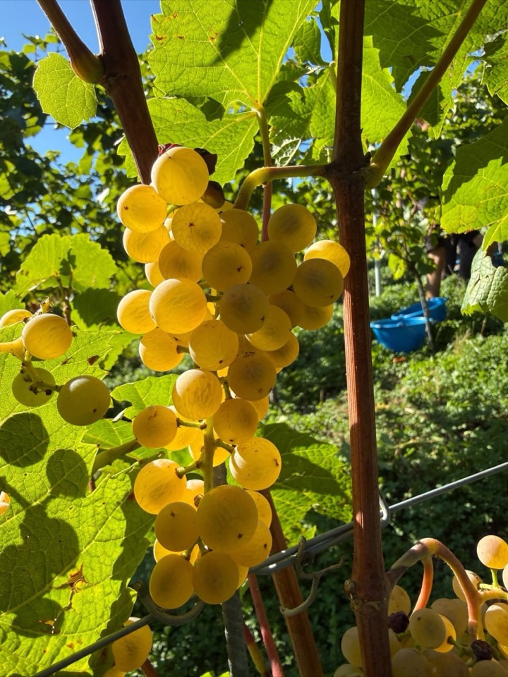 Weinlese 2026 am Weingut Hornstein
