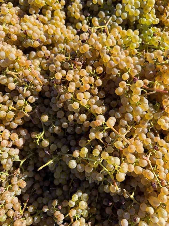 Weinlese 2026 am Weingut Hornstein