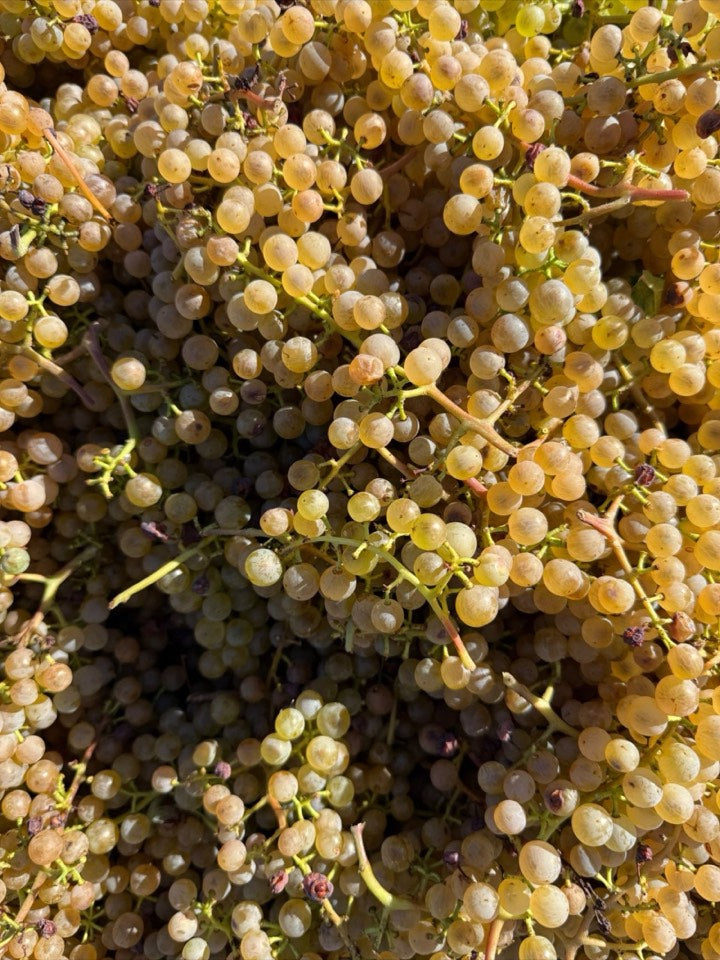 Weinlese 2026 am Weingut Hornstein