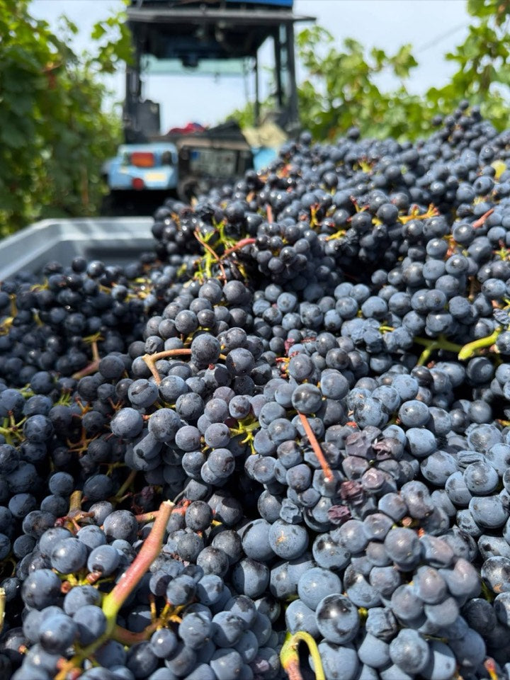 Weinlese 2026 am Weingut Hornstein