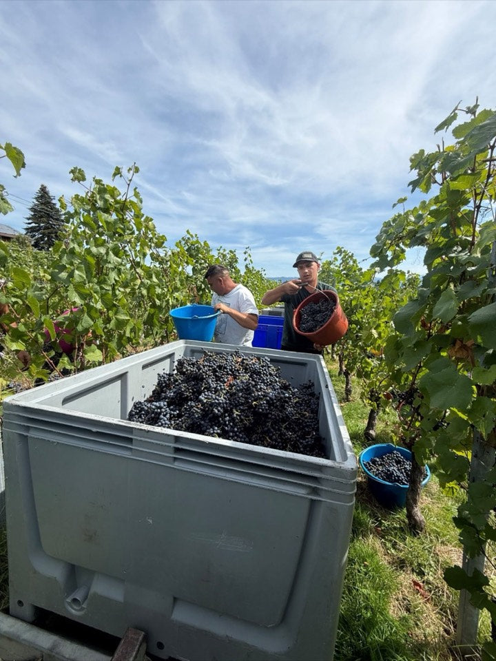 Weinlese 2026 am Weingut Hornstein