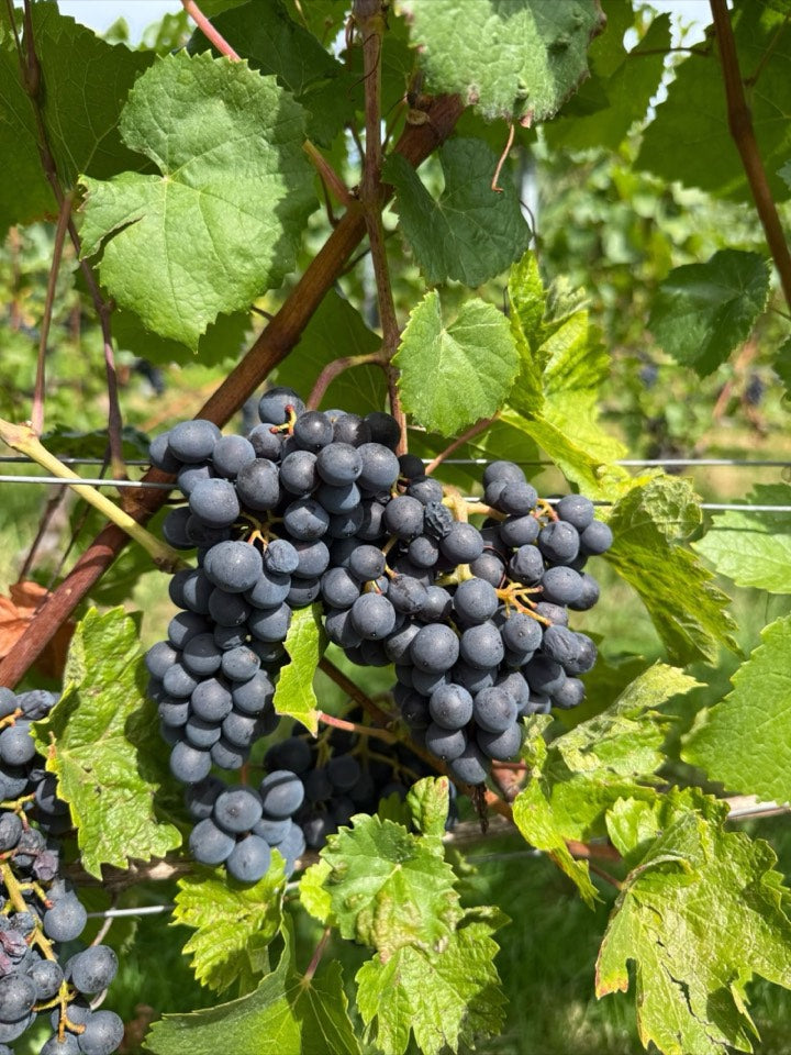 Weinlese 2026 am Weingut Hornstein