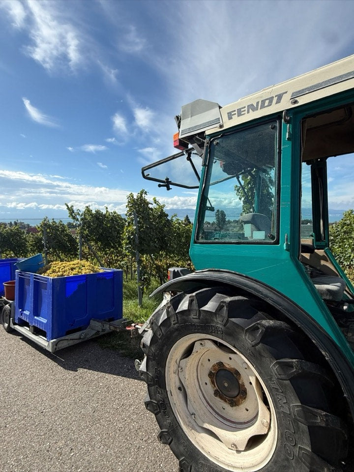 Weinlese 2026 am Weingut Hornstein