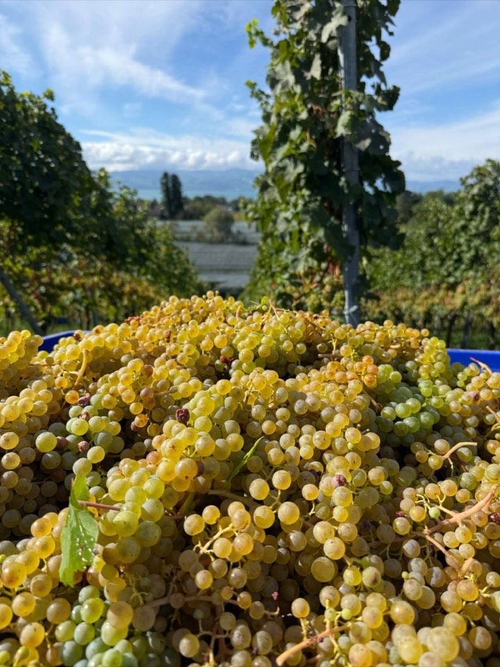 Weinlese 2026 am Weingut Hornstein