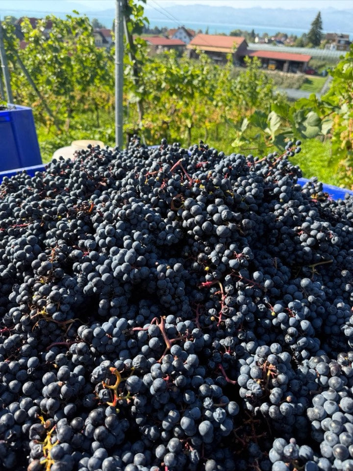 Weinlese 2026 am Weingut Hornstein