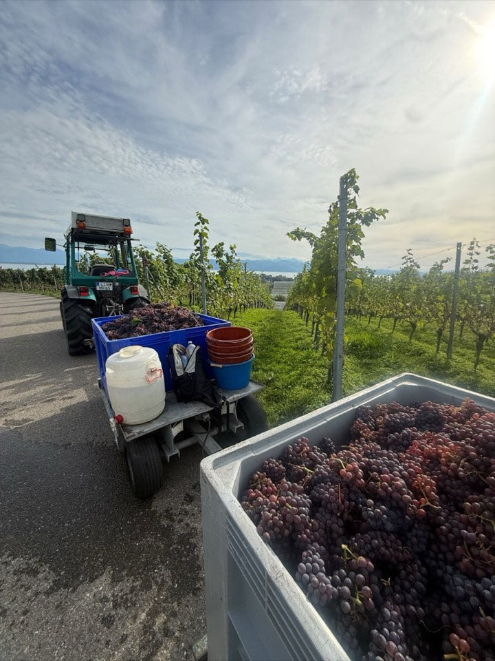 Weinlese 2026 am Weingut Hornstein